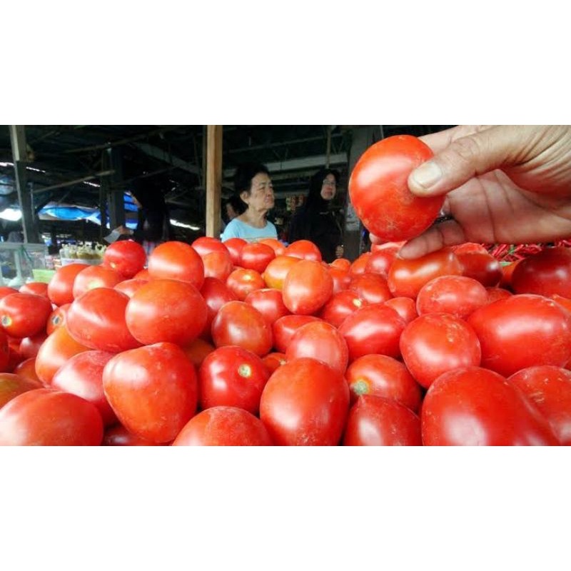 

Tomat Segar Per 1kg