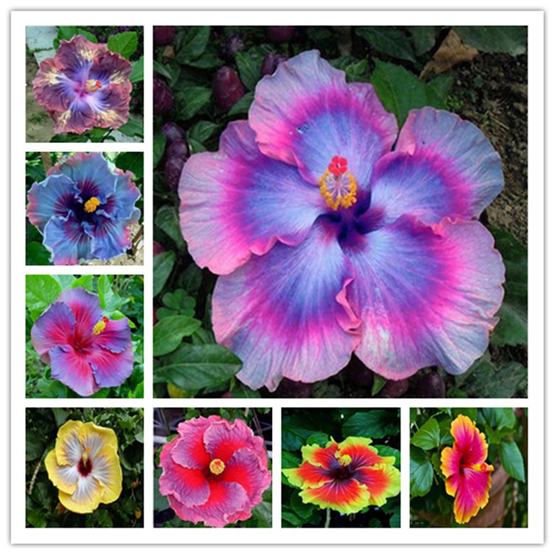 20 Pcs Kembang Sepatu Biji Bunga Hibiscus Flower Seeds Garden Outdoor Plants Bonsai Seeds Shopee Indonesia
