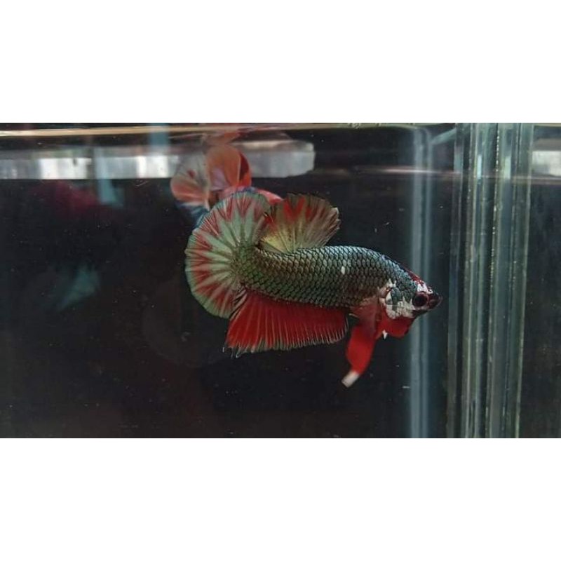 cupang cooper realpict