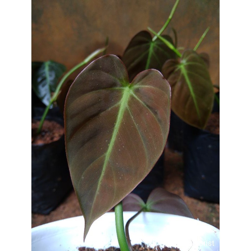 Tanaman Hias Philodendron Mican Bukan Philodendron Melano Tanaman Rambat