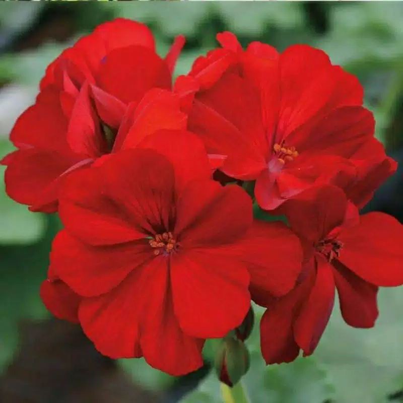 Tanaman Hias Geranium Merah/Tanaman Hias Bunga Gantung Geranium Merah