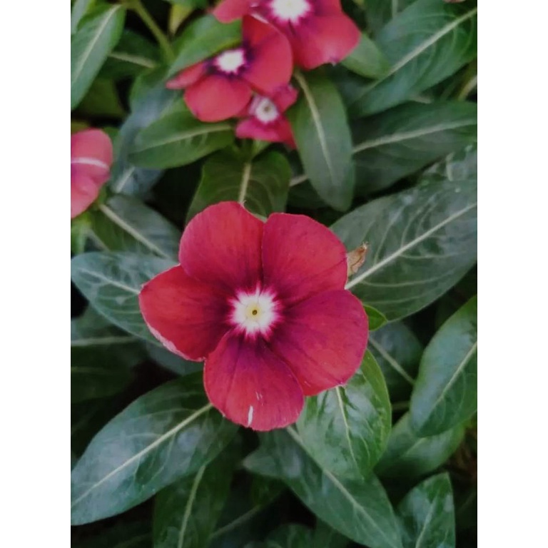 TANAMAN HIAS HIDUP VINCA WARNA RANDOM