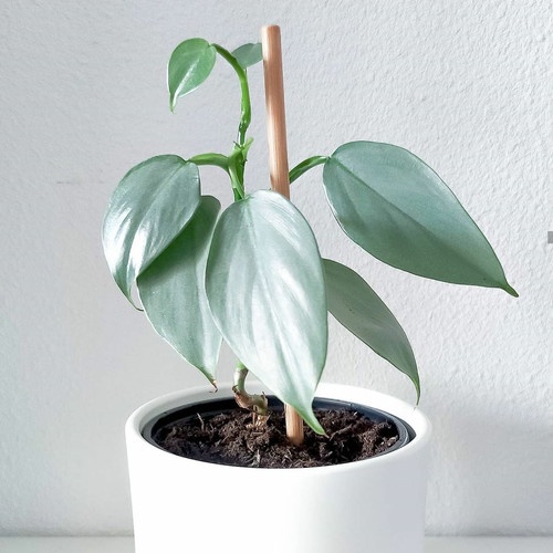 TANAMAN BUNGA PHILODENDRON HASTATUM SILVER BUNGA MURAH TERAWAT PHILO SWOR SILVER