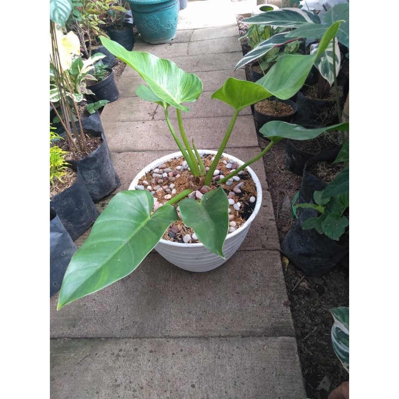 Philo marble variegata
