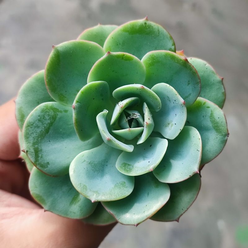 Sukulen Echeveria Atlantis