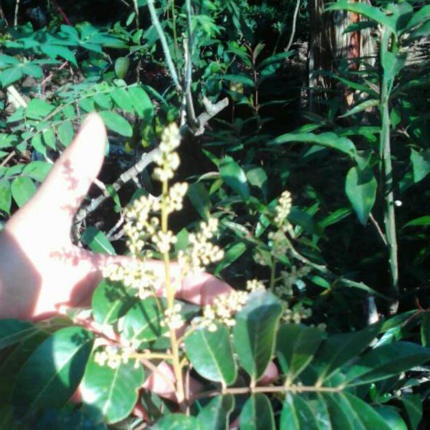 Bibit Kelengkeng Matalada  Kondisi Sedang Berbuah  Bibit Kelengkeng Mata Lada  Bibit Tanaman Buah