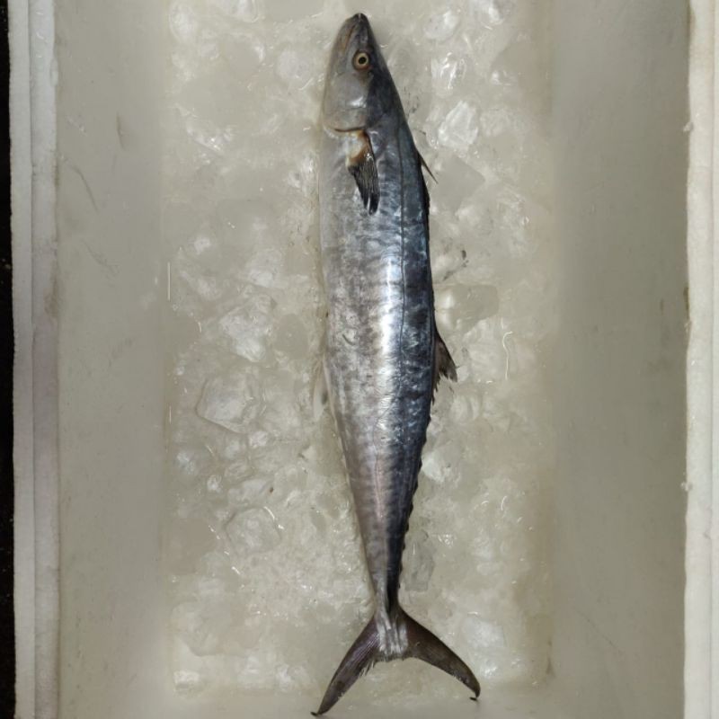

Tenggiri