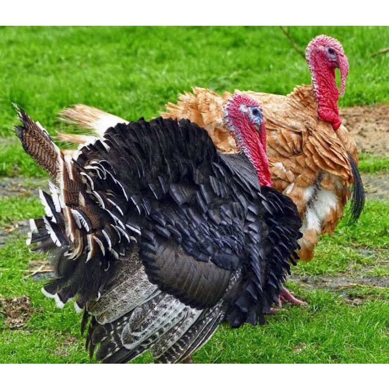 

TELUR AYAM KALKUN FERTIL UNTUK DITETASKAN