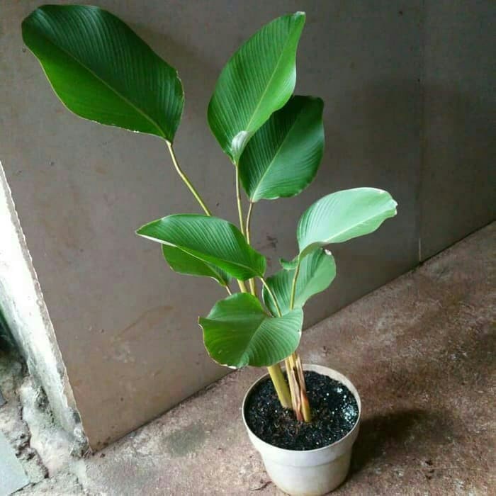 tanaman hias pisang kipas calathea +pot