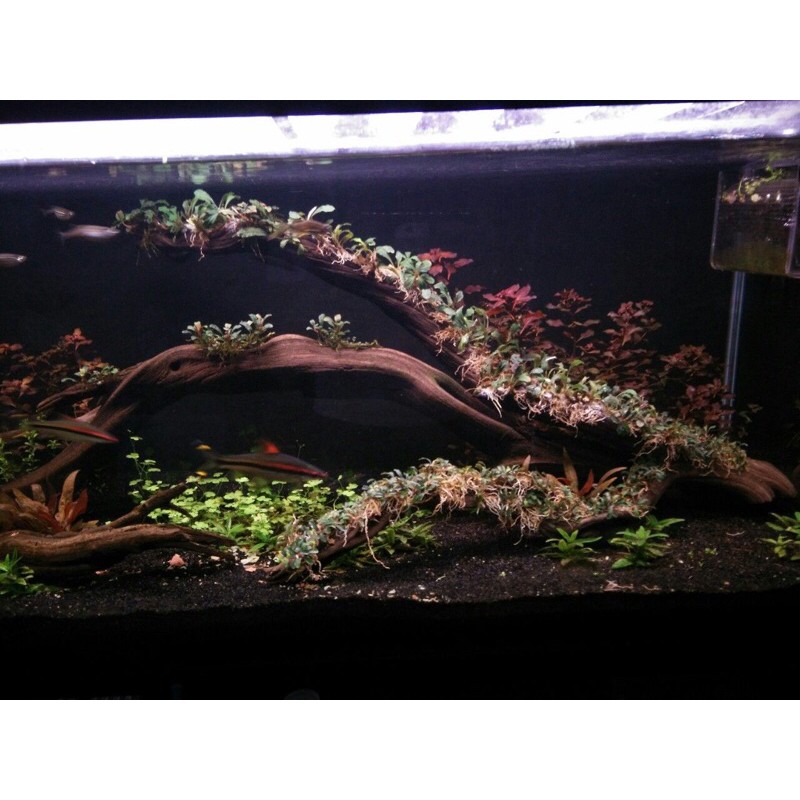 Channa asiatica ws pure size +-15cm