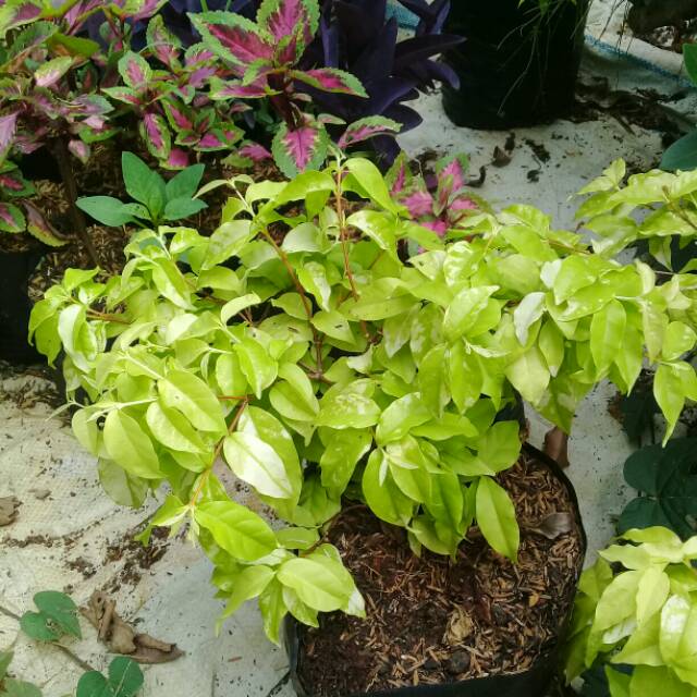 Bibit Pohon Anting Putri Shopee Indonesia