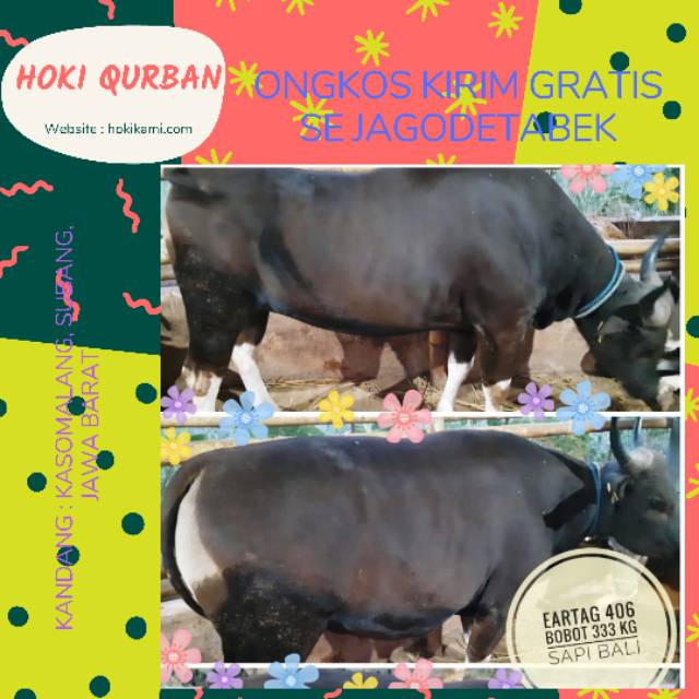 Sapi Bali 333 Kg Hewan Qurban Sapi Qurban Gratis Ongkir Se