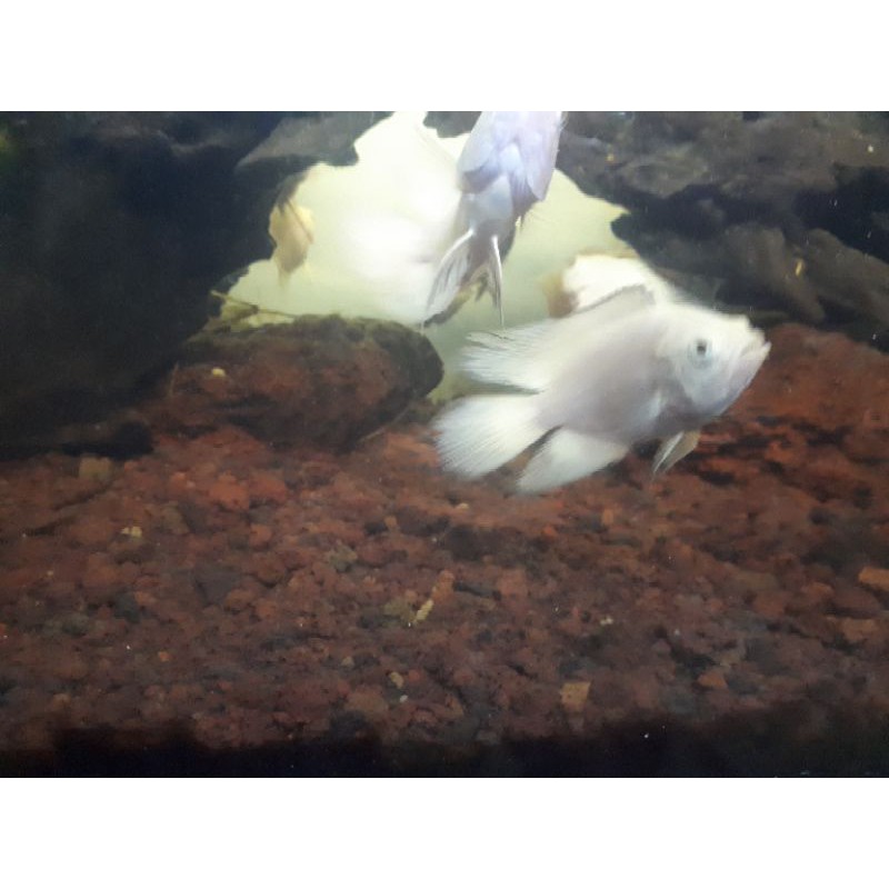 ikan oscar albino slayer