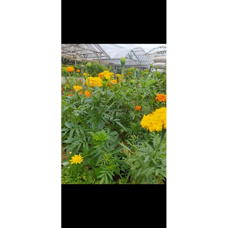 TANAMAN HIAS MARIGOLD TERMURAH SUPER KALIAN LAIN COD PROMO SUPER MURAH