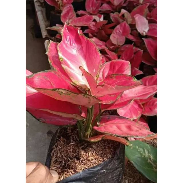 Aglonema Red Anjamani Merah Cantik