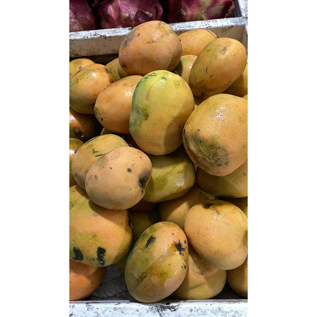 

Buah Mangga Gedong 1kg