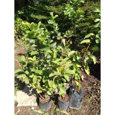 Jual JAMBU KRISTAL Limited