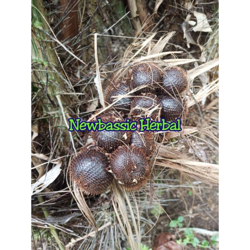 

buah salak muda Hasil Kebun Sendiri