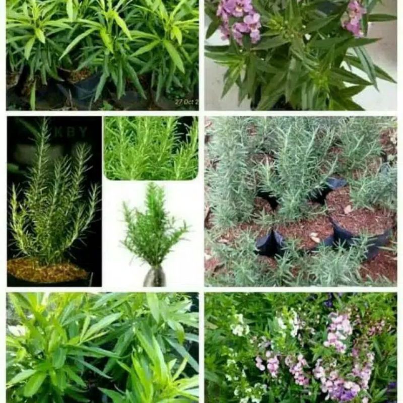 paket tanaman pengusir nyamuk - 3 tanaman pengusir nyamuk