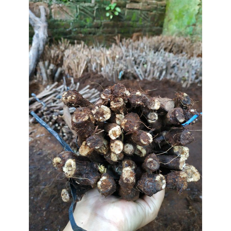 Cutting Anggur BERKALUS Jenis ALFONSO