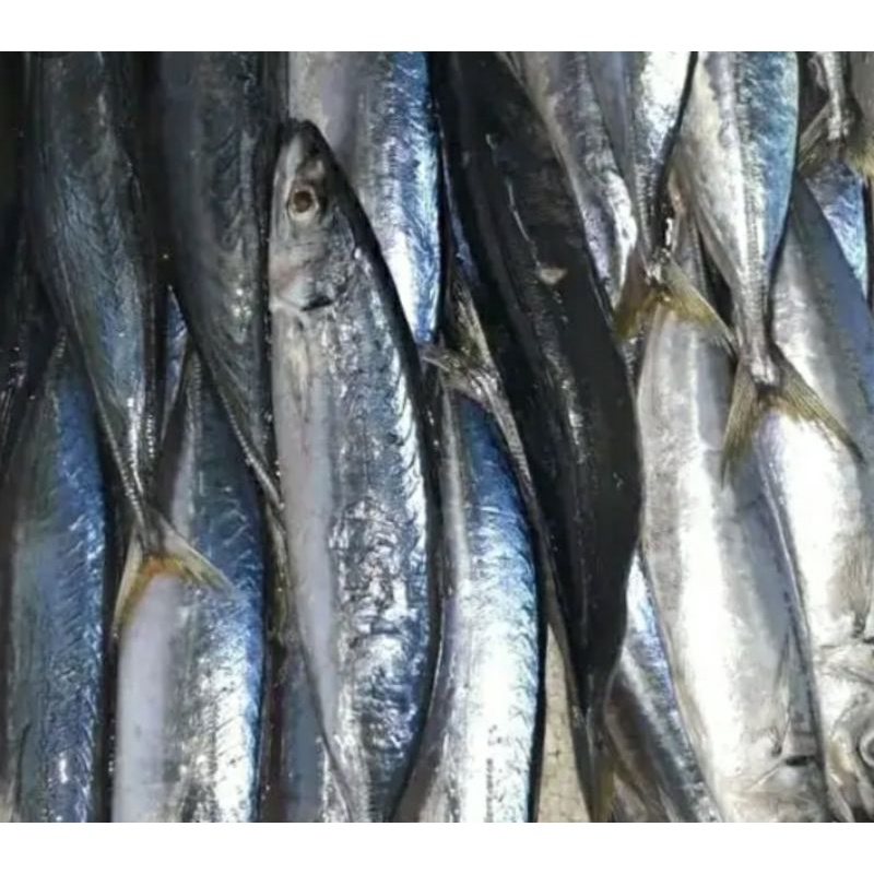 

ikan kembung layang