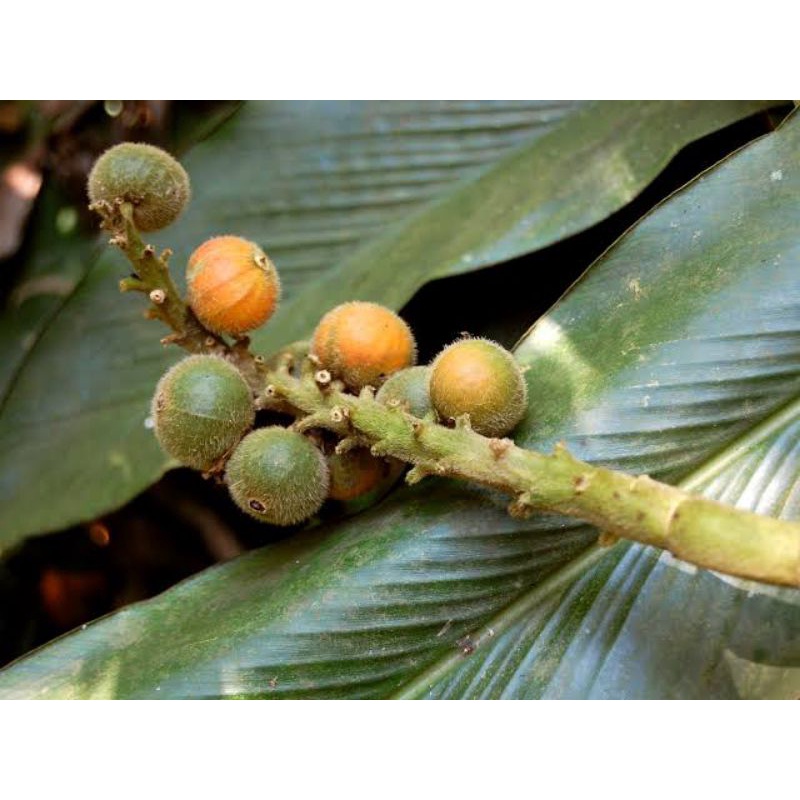 Buah Laja goah segar dan kering 1 kg