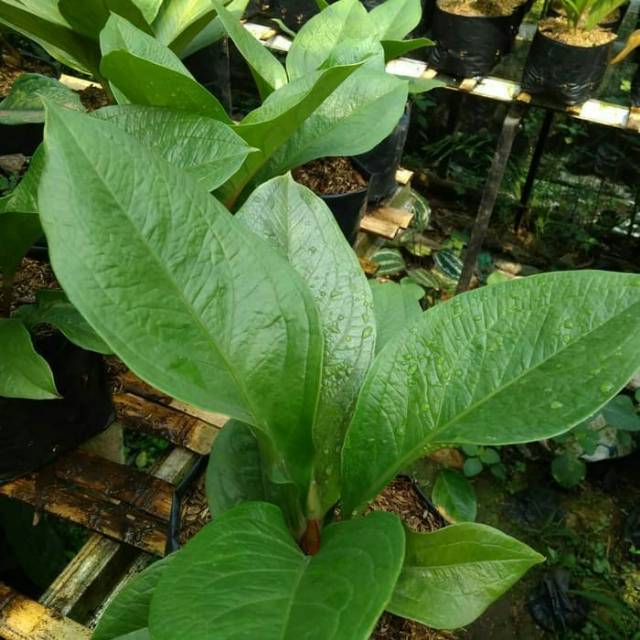 Tanaman hias Anthurium jenmani supernova -SA