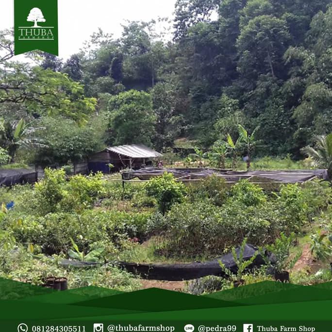 #_# Bibit Jambu Air Madu Deli / Bibit Tanaman / Tanaman