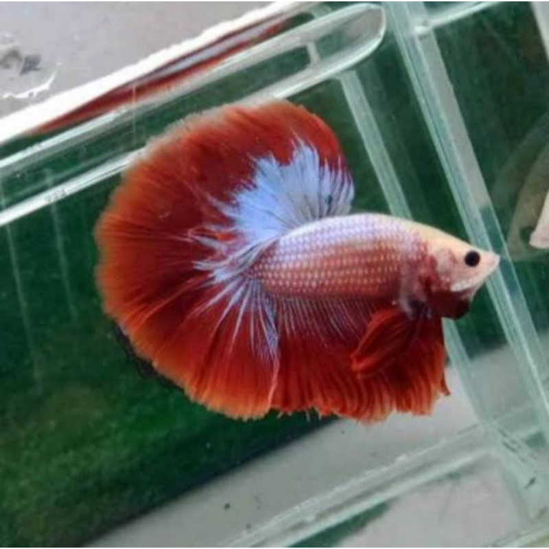 Jenis Ikan Cupang Haltmoon (Jantan)