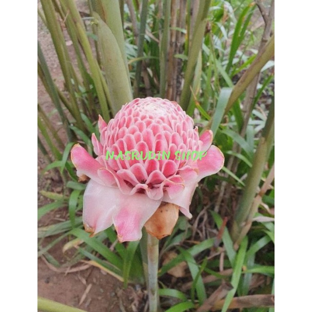 

BUAH KECOMBRANG SEGAR / BUNGA KECOMBRANG / KANTAN / HONJE / KINCUNG / BUNGONG KALA / BUNGA RIAS / ASAM CEKALA / KUMBANG SEKALA / SAMBUANG / SERTA LUCU / KECICANG / BONGKOT KECICANG / combrang