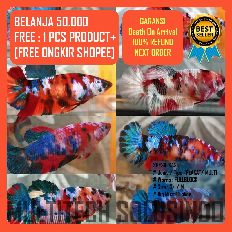 Cupang koi female nemo galaxy candy multicolour multicolor fullblock