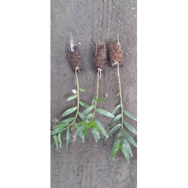 ID ANGGREK DENDROBIUM MOSCATUM