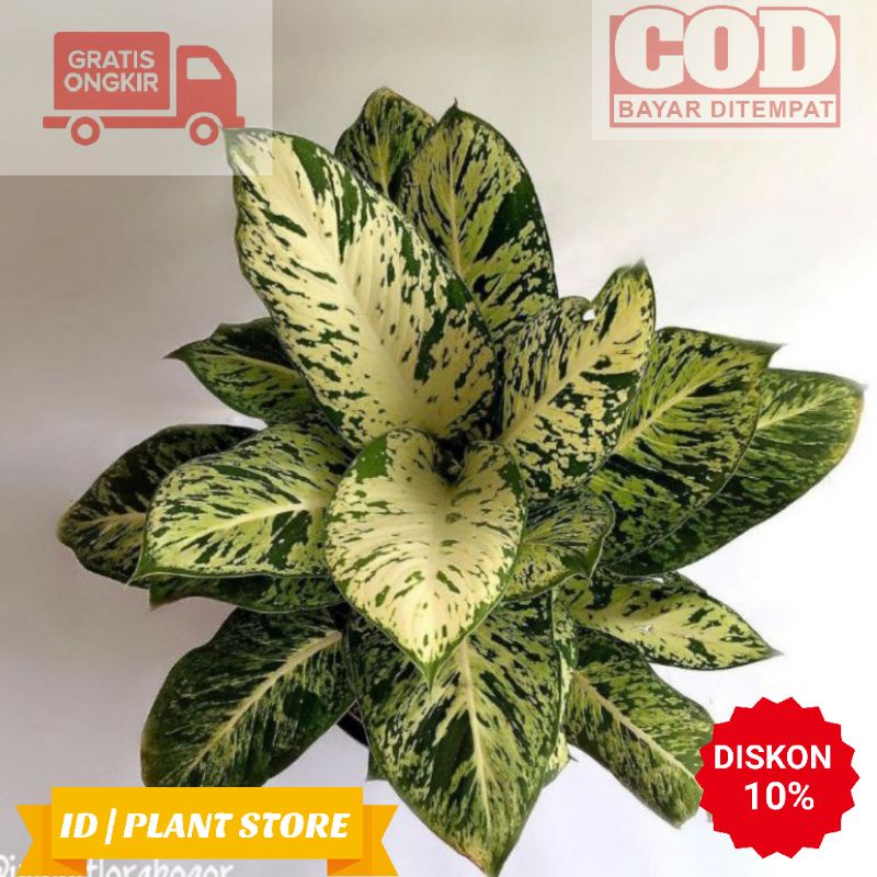 Tanaman hias aglonema sparkle-blanceng sparkle-tanaman hias hidup-bunga hias hidup-bunga aglonema-bu