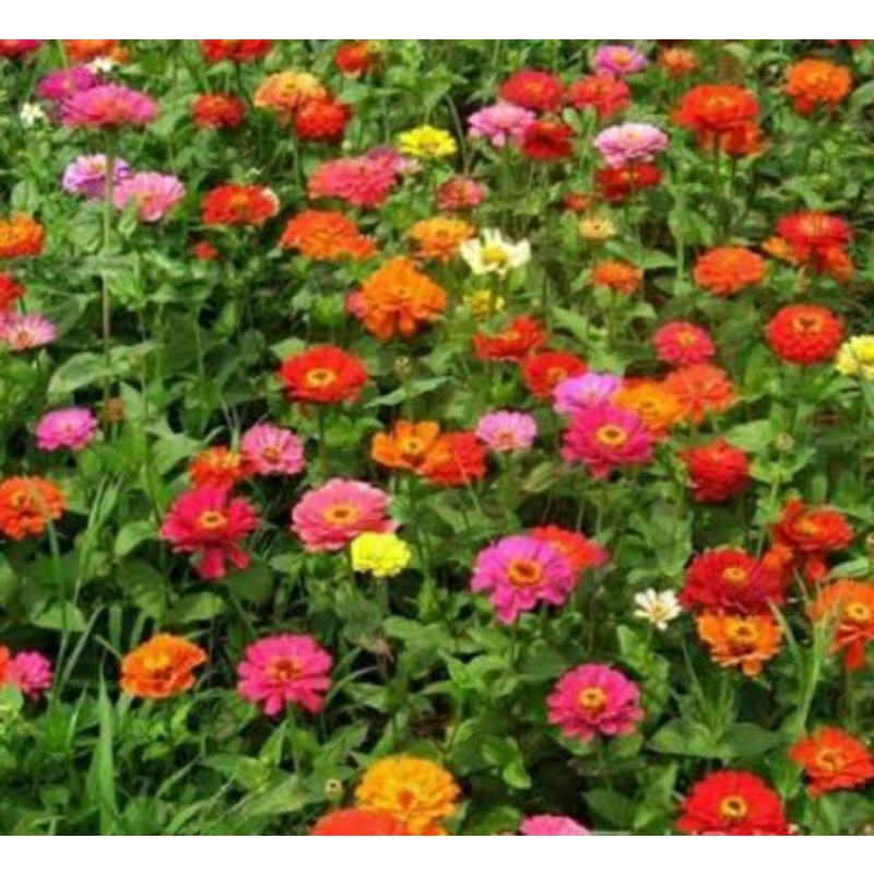 Zinnia elegans/bunga kertas/50 benih/biji bunga zinnia organik