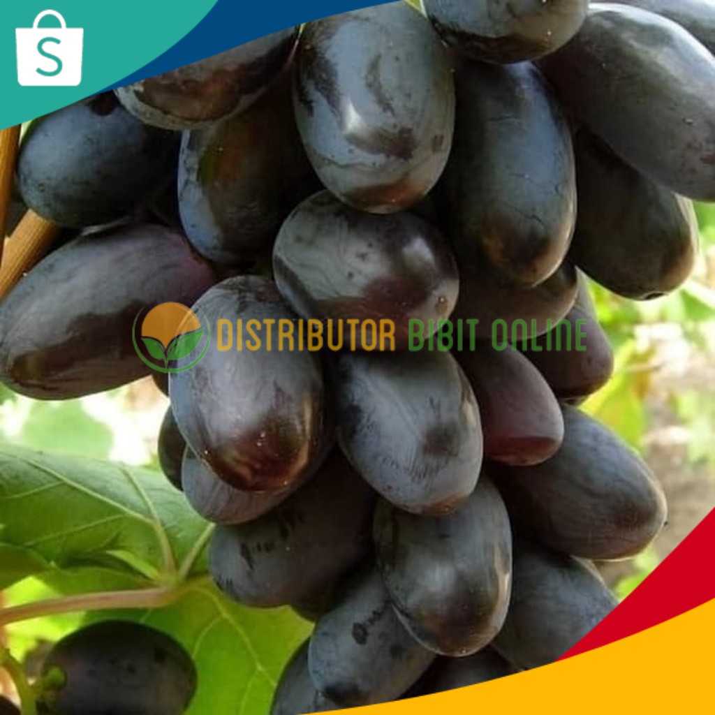 PROMO! Bibit Anggur Import Giovani Hasil Grafting