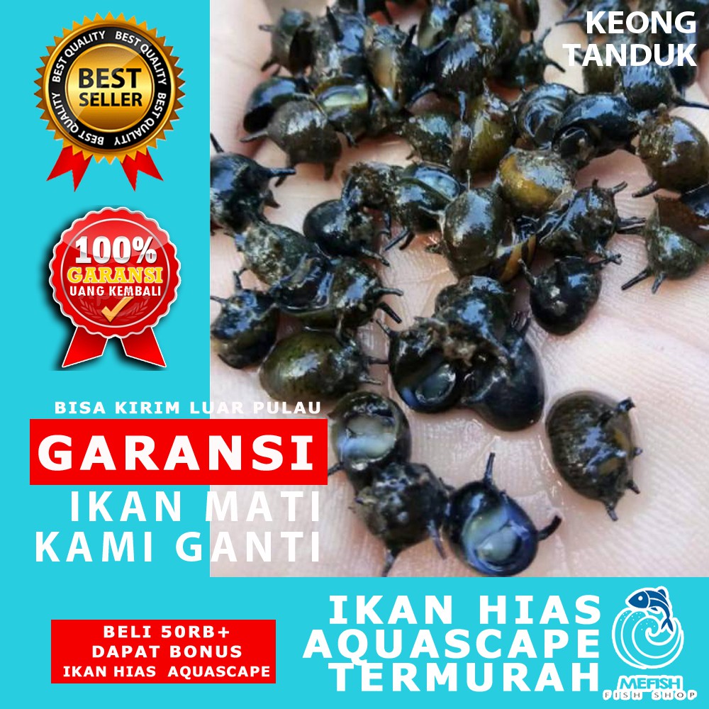 Keong Aquascape / Keong Hias Aquascape / Keong Hias Aquarium - MEFISH_ID ( KEONG TANDUK )