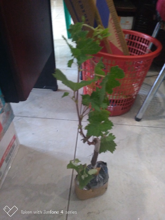 Bibit Anggur Import Ninel (grafting)