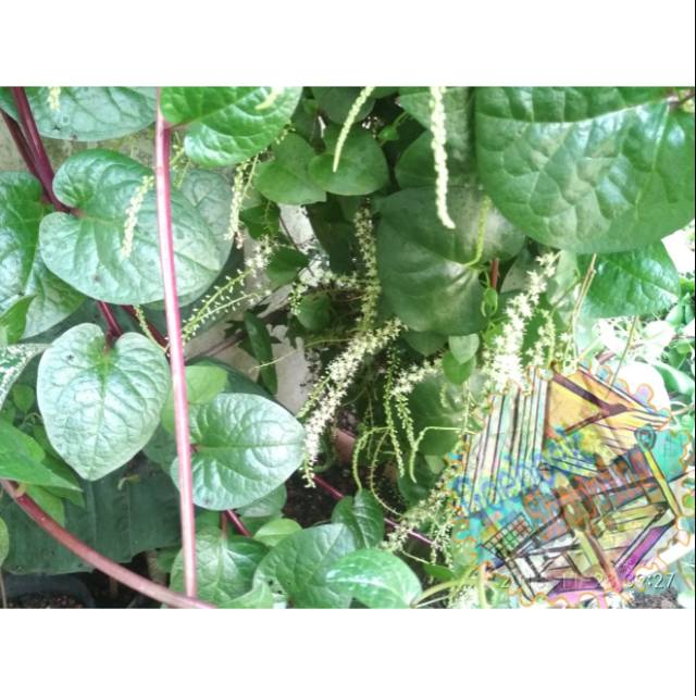

Daun Segar _ Binahong (Anredera Cordifolia)