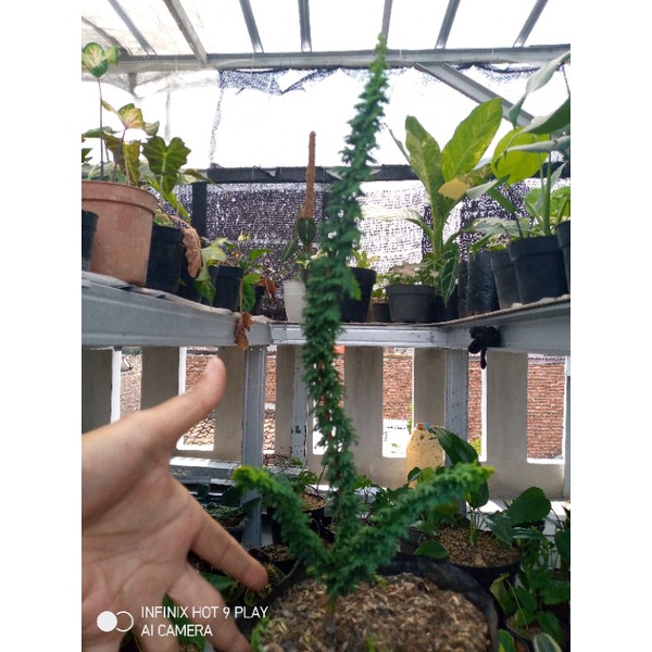 bibit cemara sekka hinoki