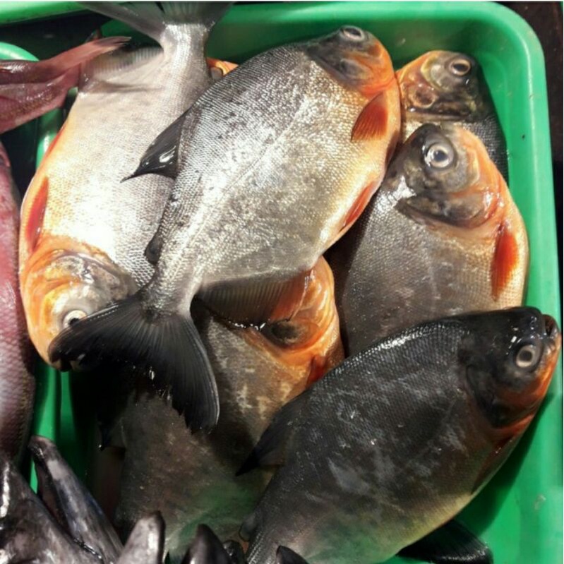 

ikan bawal segar 500grm