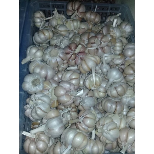 

Bawang Putih Sinco