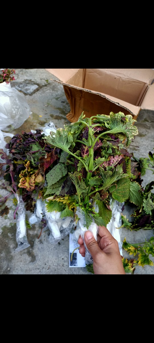 No 20 Tanaman Hias Miana/coleus/iler/jawer Kotok