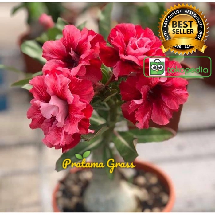 Tanaman Hias Adenium Kamboja Jepang - Adenium Bunga Tumpuk - Bunga - Merah