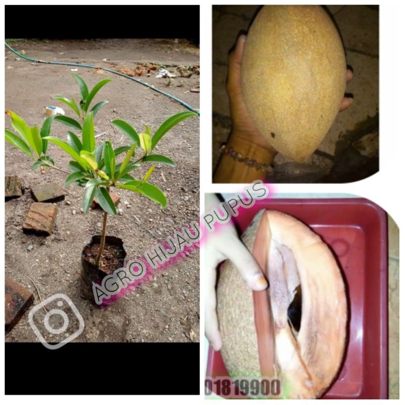 BIBIT SAWO JUMBO (sawo malaysia)