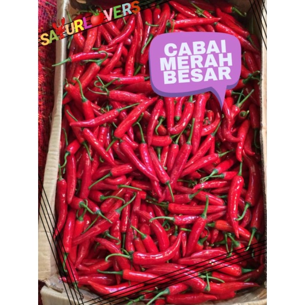 

Cabai Merah Besar SayurLovers
