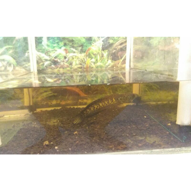 channa auranti 12-13 cm