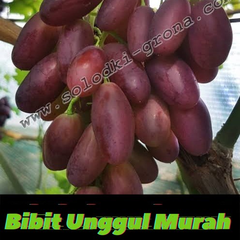 bibit anggur import krasava grafting asli valid