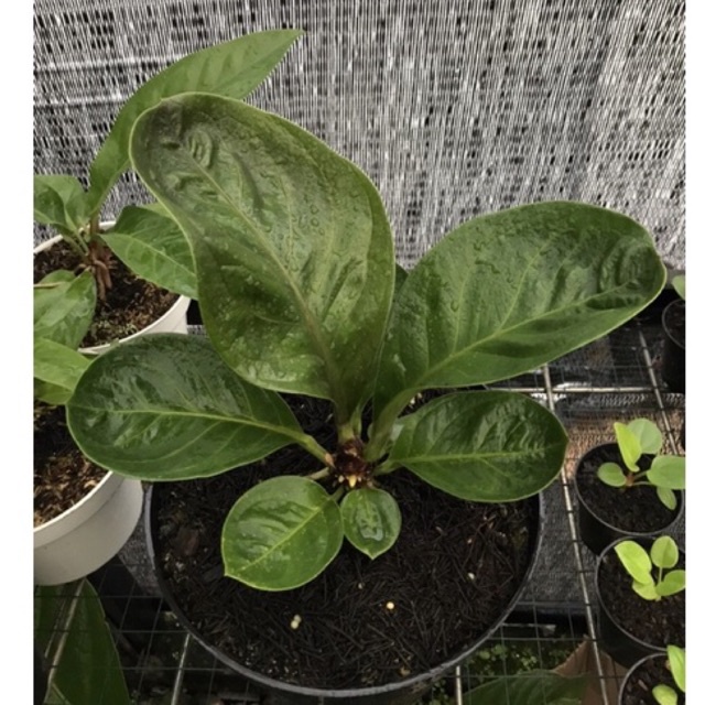 Bibit Anthorium Jemani Mangkok Silangan Cobra