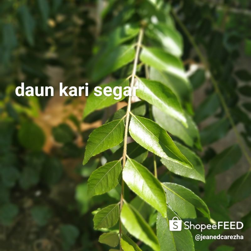 

(minimal order 10 Tangkai)daun kari segar / daun kari / salam koja/temuruy(aceh)