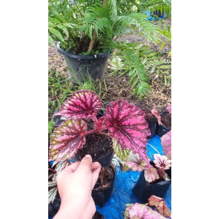 begonia pink fanta, begonia murah, begonia rimbun, begonia rex, begonia unik, begonia remaja, begoni